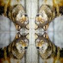 057 Animals Autumn - 3-ply - Nouveau